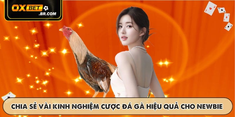 Chia sẻ một vài kinh nghiệm cược đá gà hiệu quả cho newbie